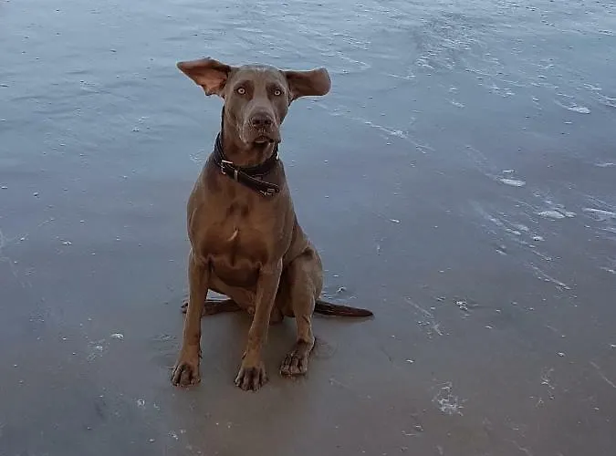 Louisa - Liegestuhl 45